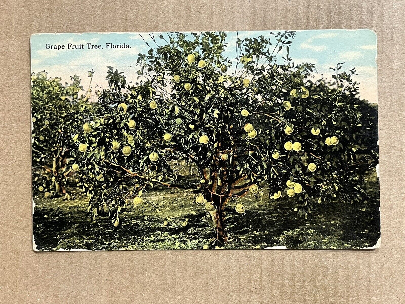 Postcard Florida FL Grape Fruit Tree Orchard Vintage 1912 PC