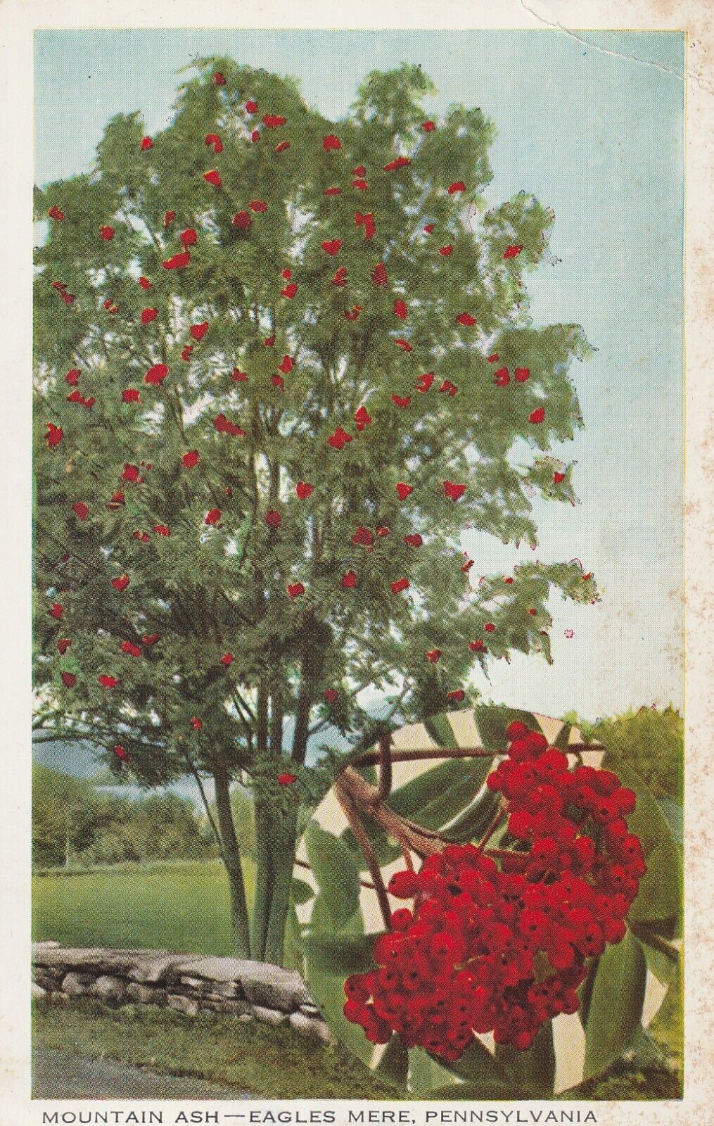 Vintage Postcard Mountain Ash Eagles Mere Pennsylvania Posted