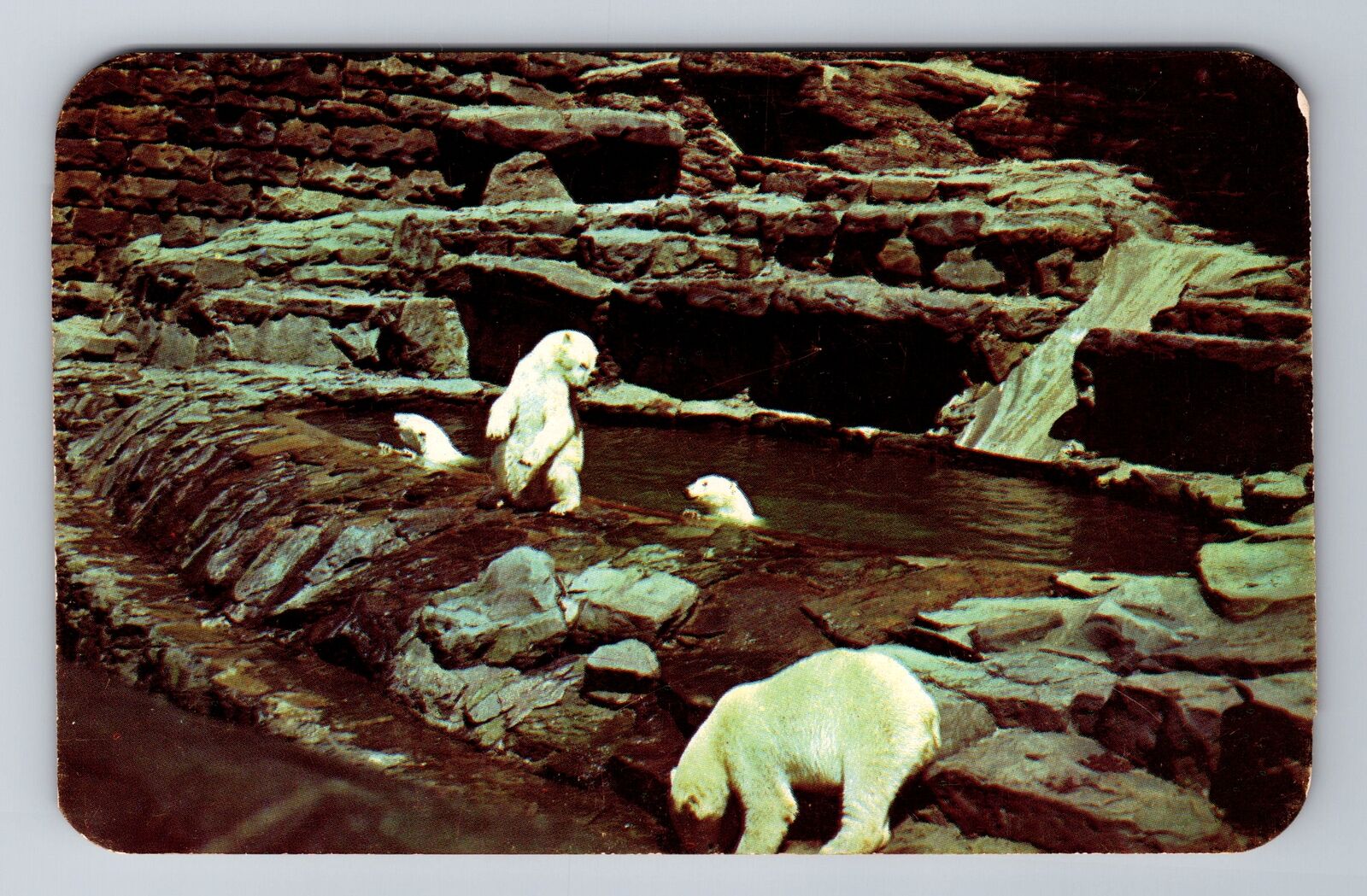 Pittsburgh PA-Pennsylvania, Highland Park Zoo Bear Pit, Antique Vintage Postcard