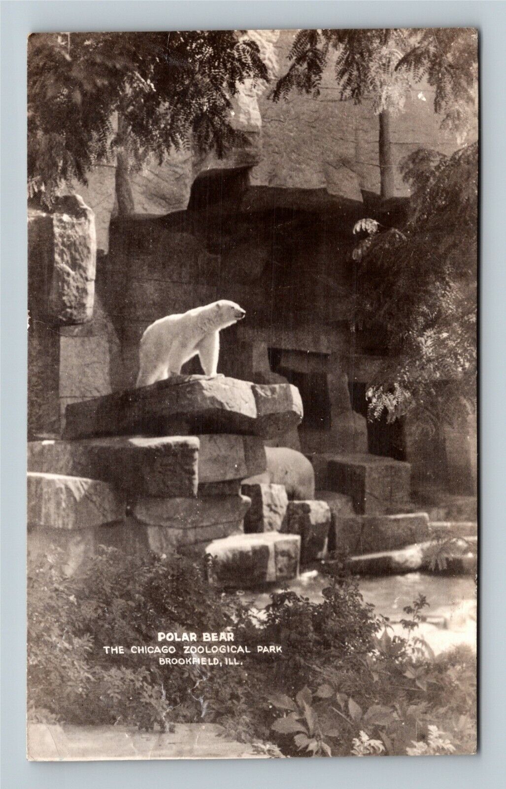 RPPC Brookfield IL Polar Bear Chicago Zoological Park Illinois Vintage Postcard