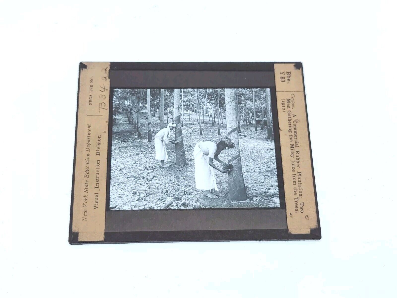 Gathering Milky Juice Rubber Plantation Ceylon - Magic Lantern Glass Slide 1912