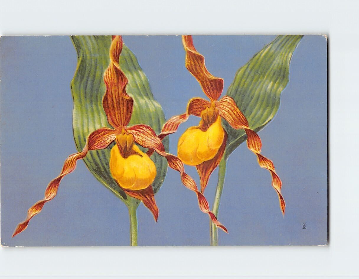 Postcard Yellow Lady\'s-Slipper (Cypripedium Calceolus pubescens)