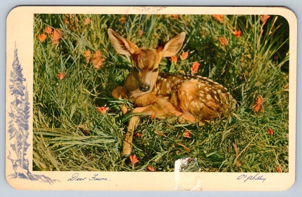 Fawn, Baby Deer, Vintage 1956 Chrome Postcard