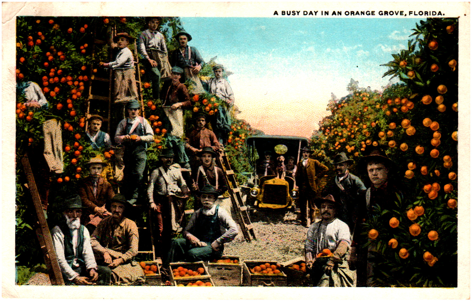 Postcard Vintage A Busy Day In an Orange Grove Men Picking and Packing Oranges