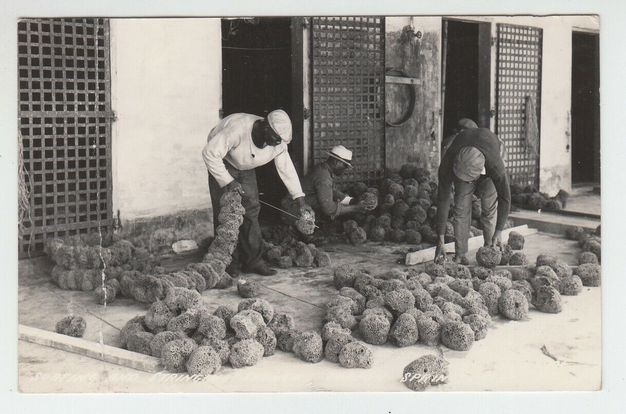 [70165] 1950 RPPC FLORIDA WORKERS SORTING & STRINGING SPONGES for SALE