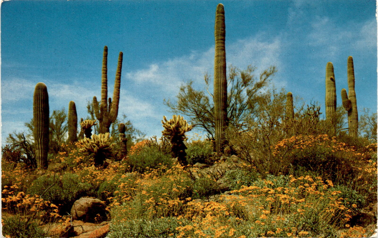Spring in desert: blooming wildflowers vintage postcard