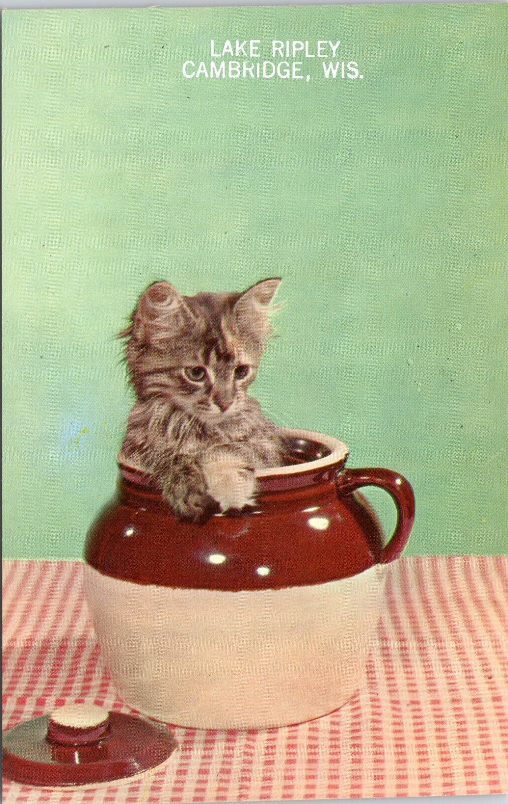 c1950\'s, Little Beansie, cute kitten in a jar, Vintage Chrome, cat, sweet