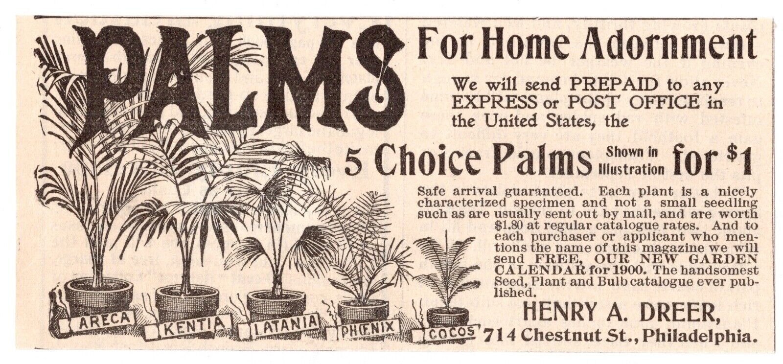 c1880s Palm Trees Home Garden Henry Deer Phialdelphia PA Antique Print Ad
