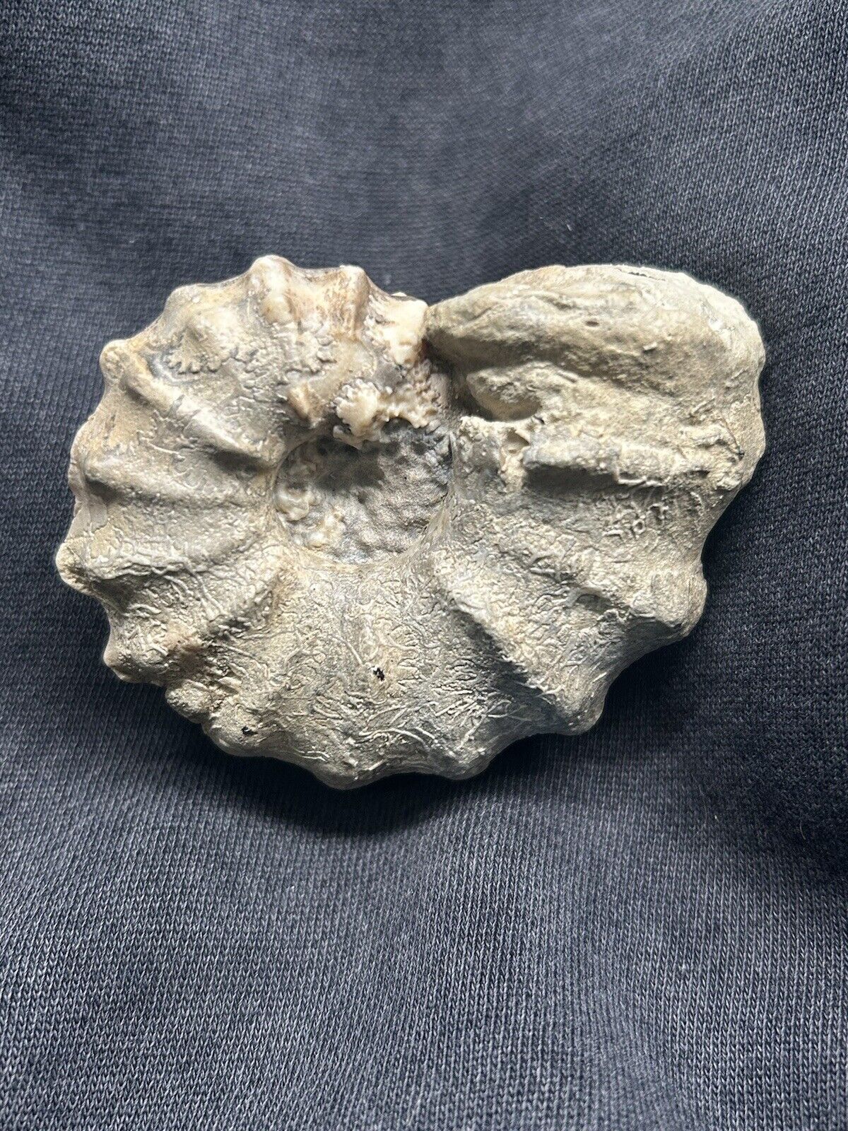 3” RARE Texas Fossil Woodbine Conlinoceras (Calycoceras) Ammonite, Nice Calcite