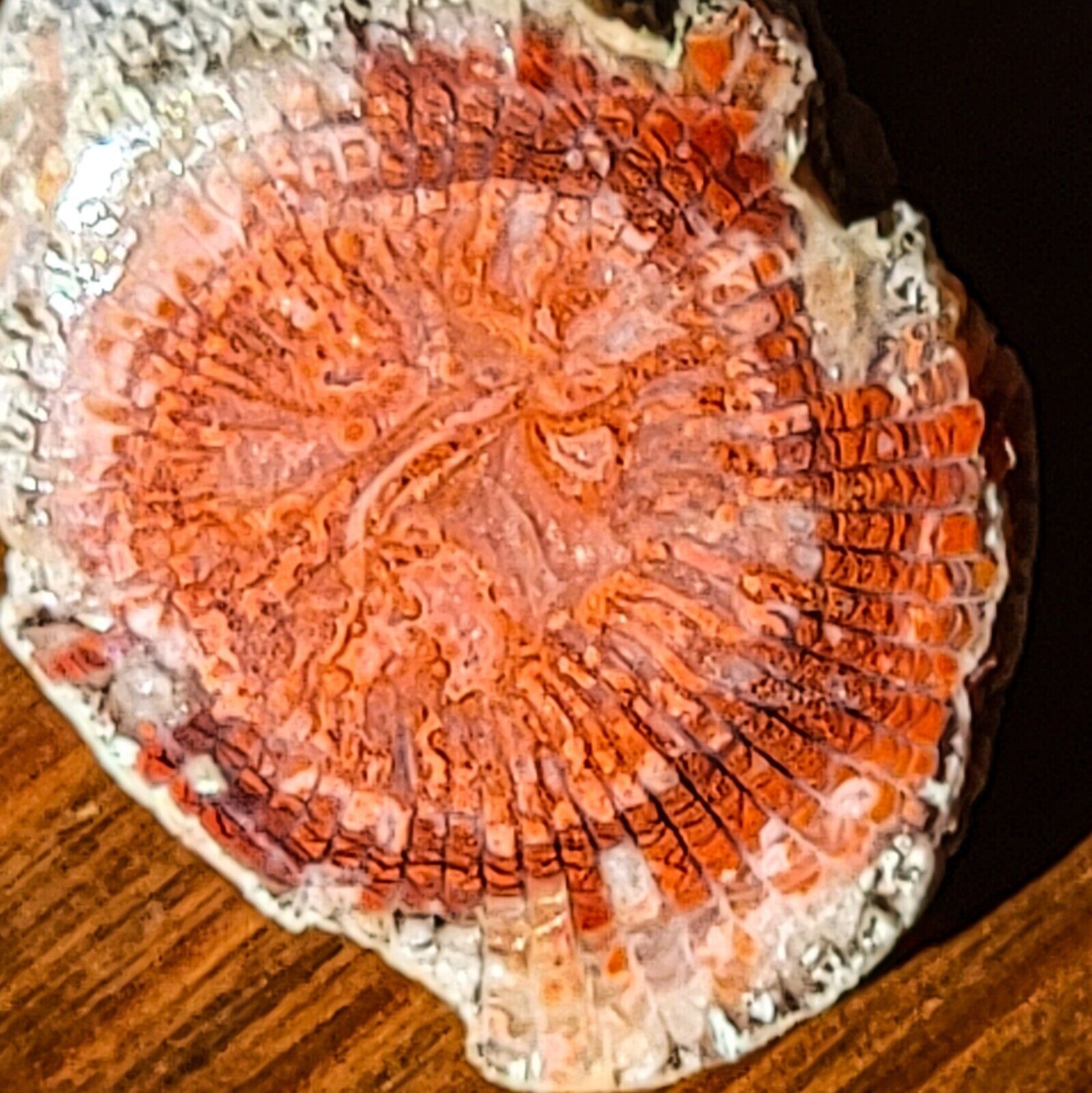 POLISHED RED HORN CORAL RILEYS CANYON UTAH ROCK SPECIMEN COLLECTIBLE