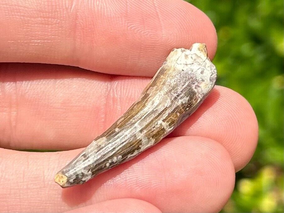 NICE Suchomimus Dinosaur Tooth Fossil from Niger 1.4” Spinosaurid Theropod