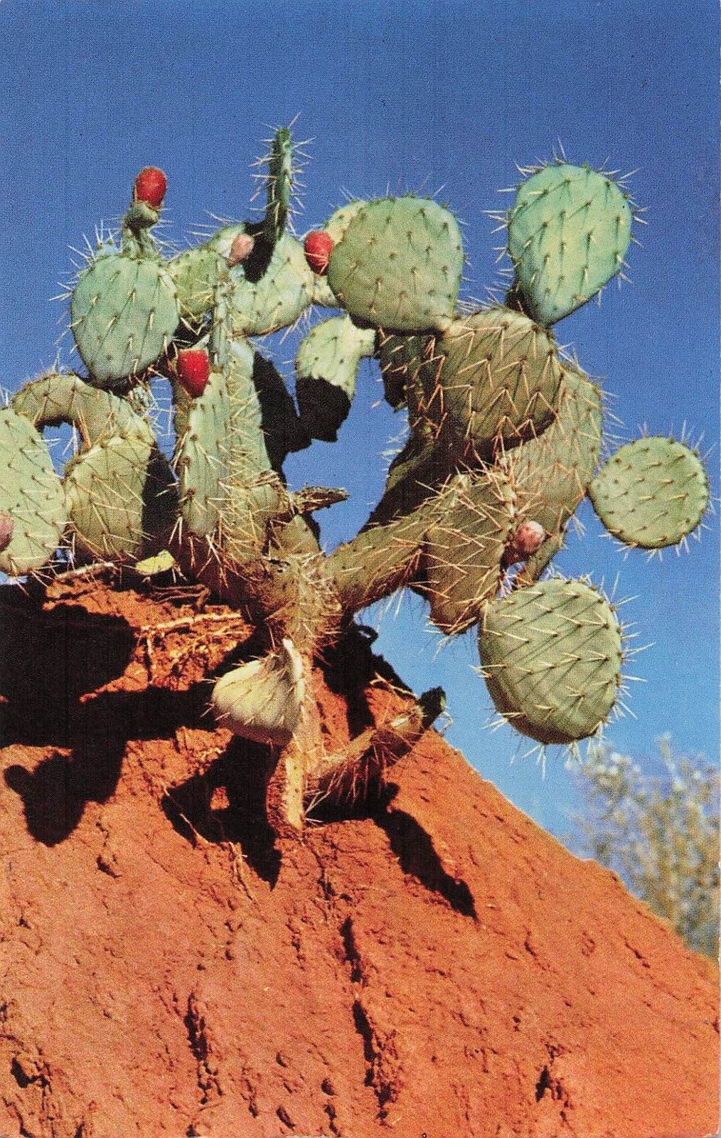 Prickly Pear Cactus Phoenix Arizona