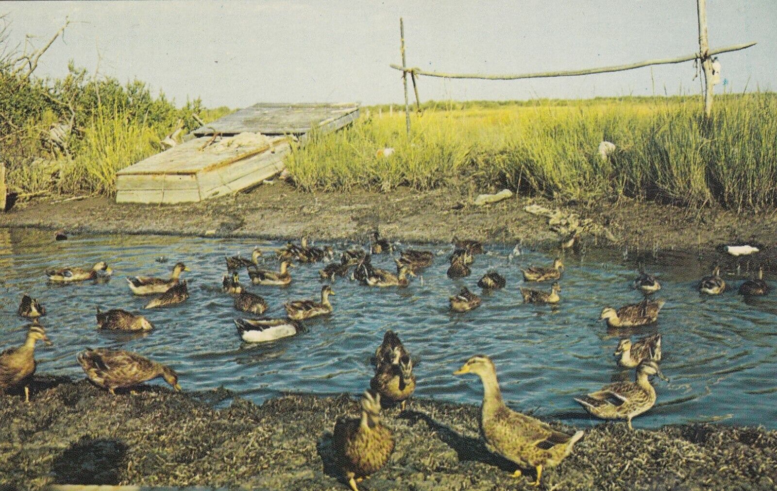 Vintage Postcard    FLOCK OF MALLARDS DUCKS ON CHESAPEAKE BAY  UNPOSTED