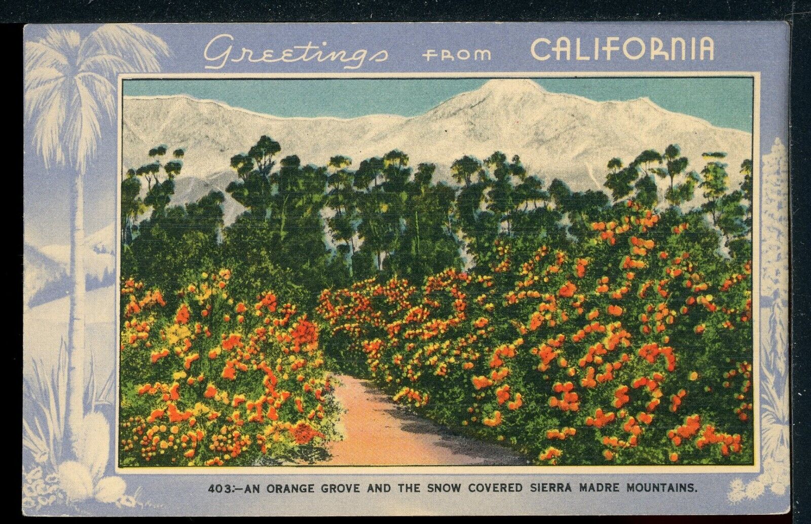 Early Greetings from California Orange Grove Sierra Madre CA Historic Postcard