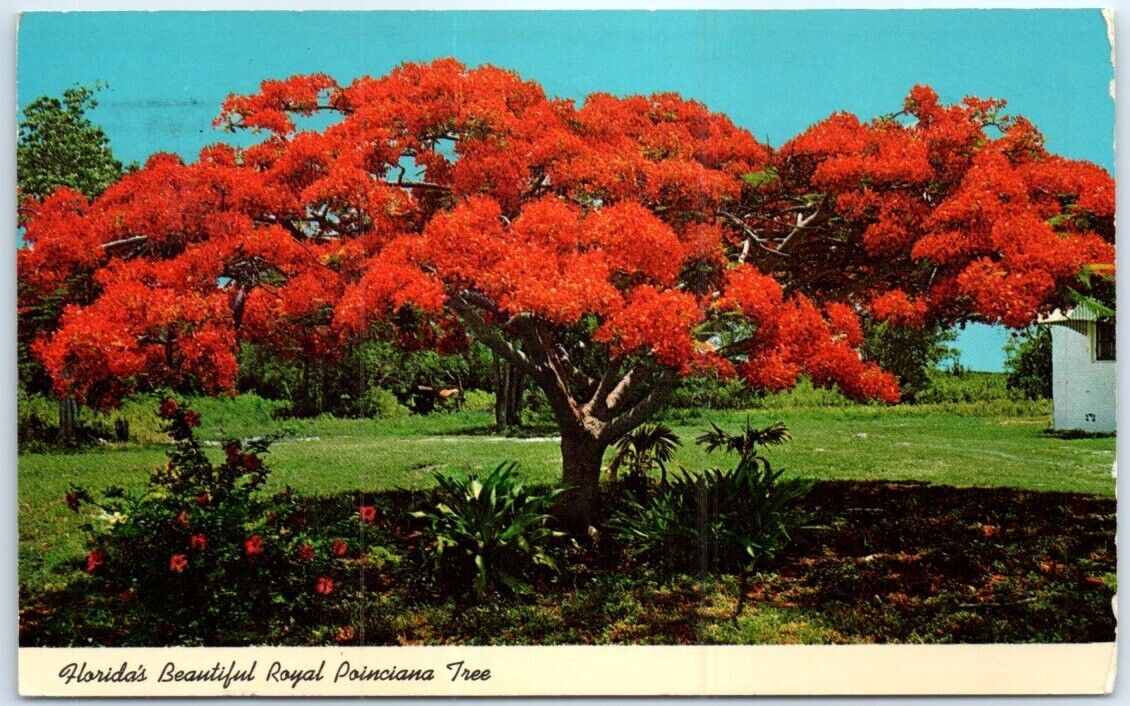 Postcard Royal Poinciana Tree Florida USA North America