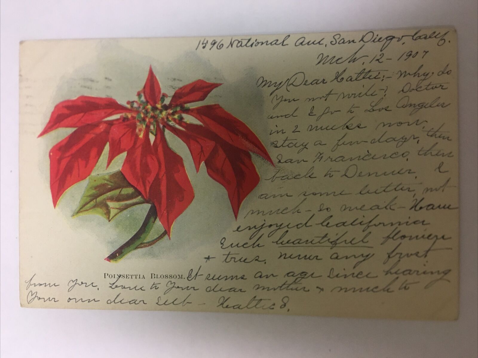 Poinsettia Blossom 1907 Vintage Postcard