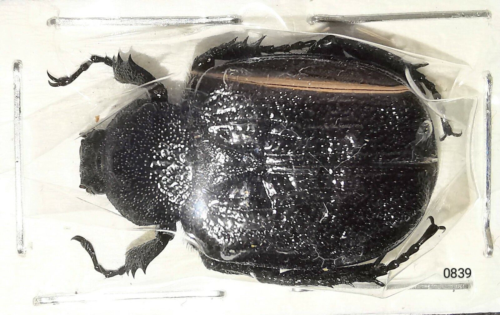 Scarabaeidae Trichinae Osmoderma scabra 22mm A1 XL from CANADA - #0839
