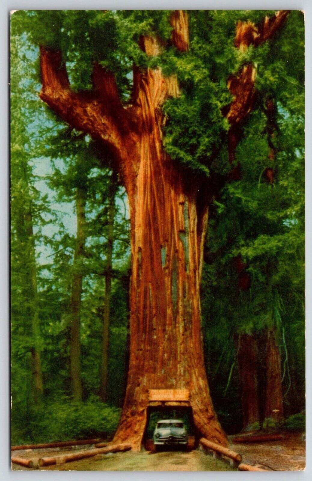 Chandelier Drive Thru Underwood Park Redwood Highway California Forest Postcard