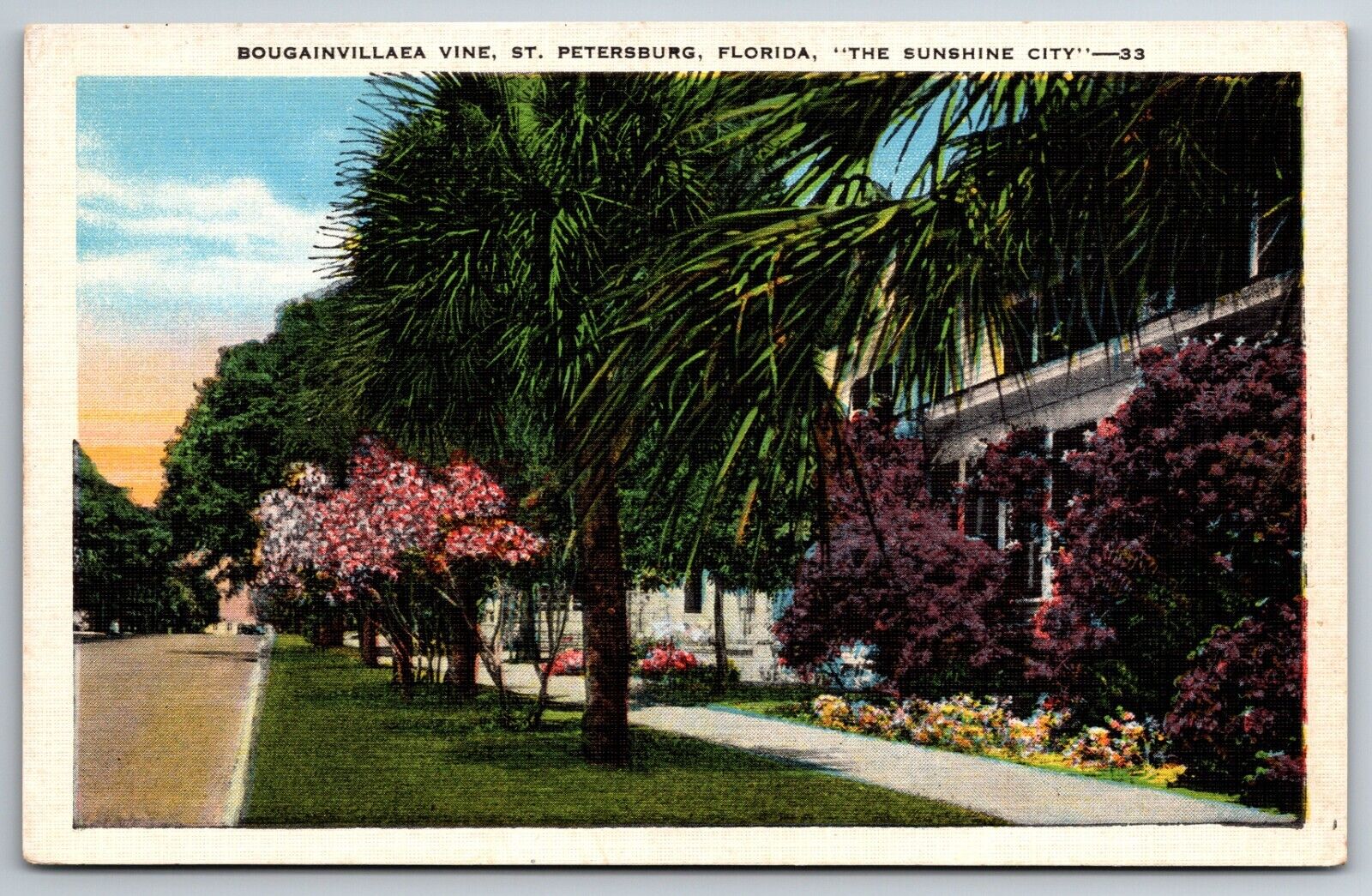 Bougainvillaea Vine St Petersburg Florida FL The Sunshine City Unused Postcard