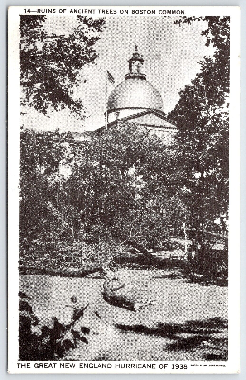 Postcard Ruins Of Ancient Trees After  New England Hurricane Of 1938, Boston