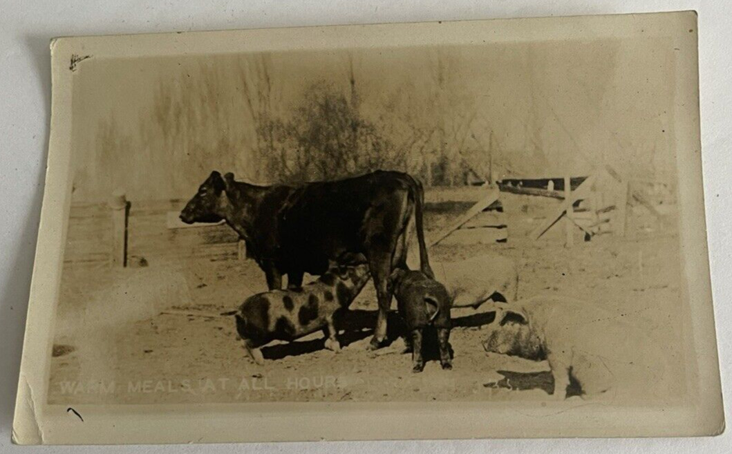 1930 Unused Postcard Cow Pig Point Arena CA Warm Meals @ All Hour Blk White RPPC