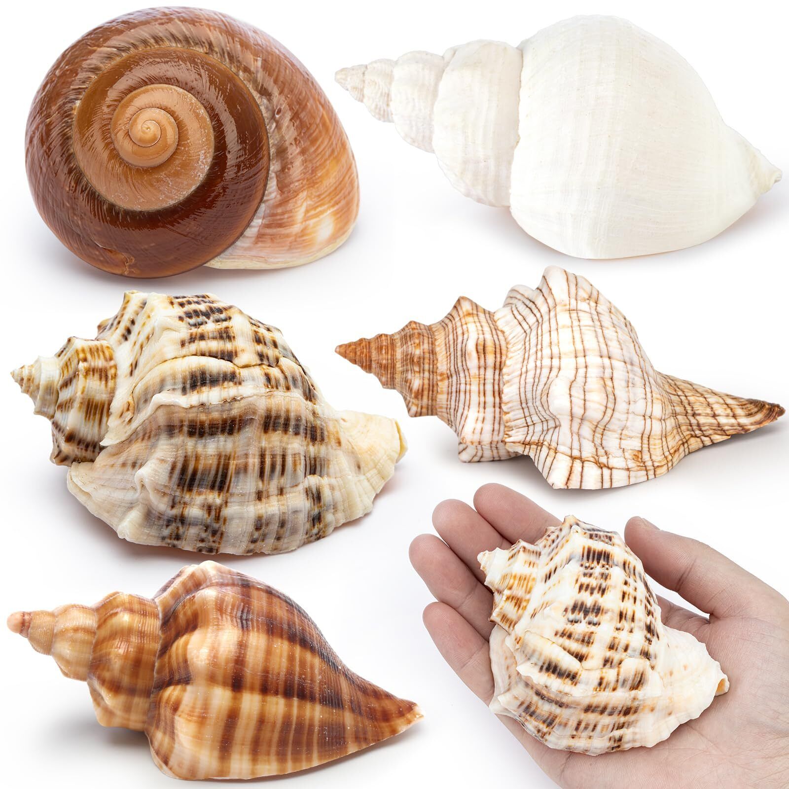 5Pcs Large Hermit Crab Shells Natural Sea Conch Size 3-4.5 Opening Size 1.