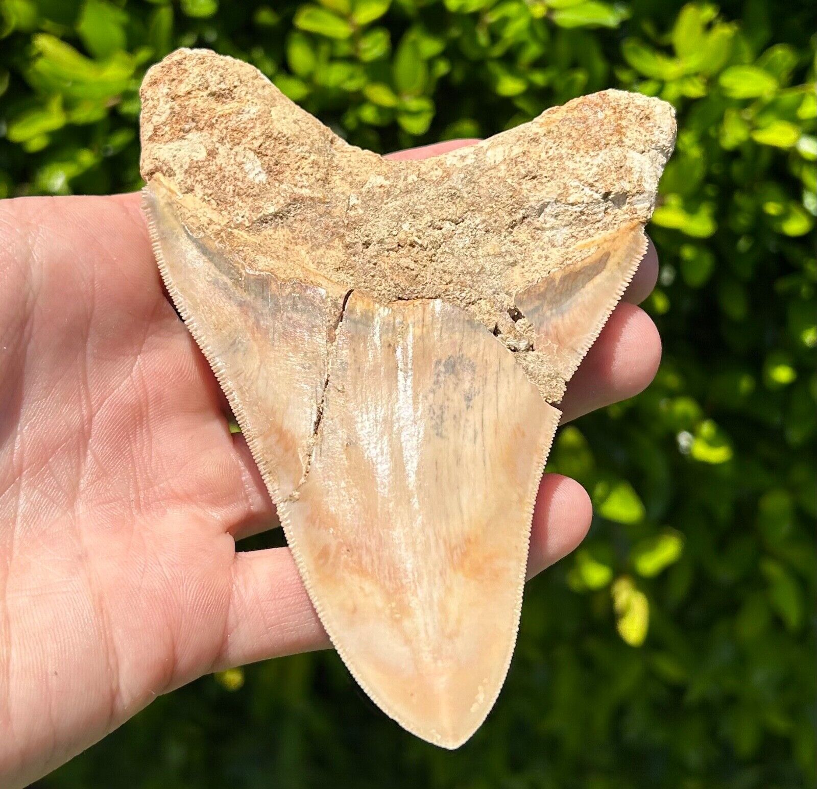 Indonesian Megalodon Sharks Tooth HUGE 4.75” Fossil Serrated Megladon Indonesia