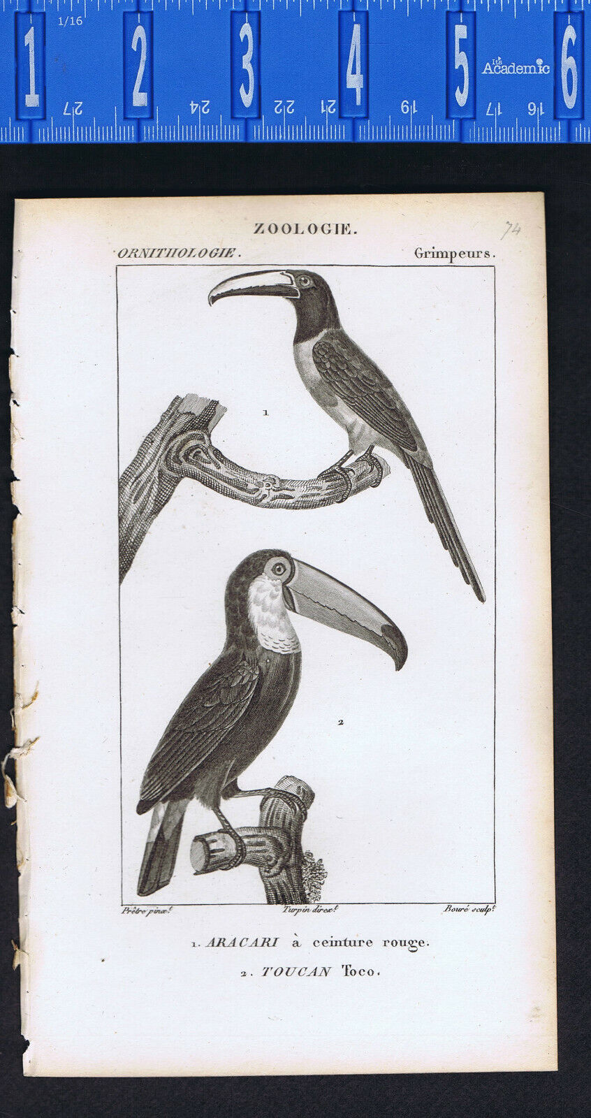 Green-billed or red-breasted toucan & Toco toucan, Ramphastos - 1816-30 Dumont