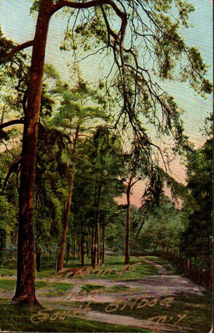 Postcard - Greetings from South Gilboa, New York  Trees Posted 1910  0423
