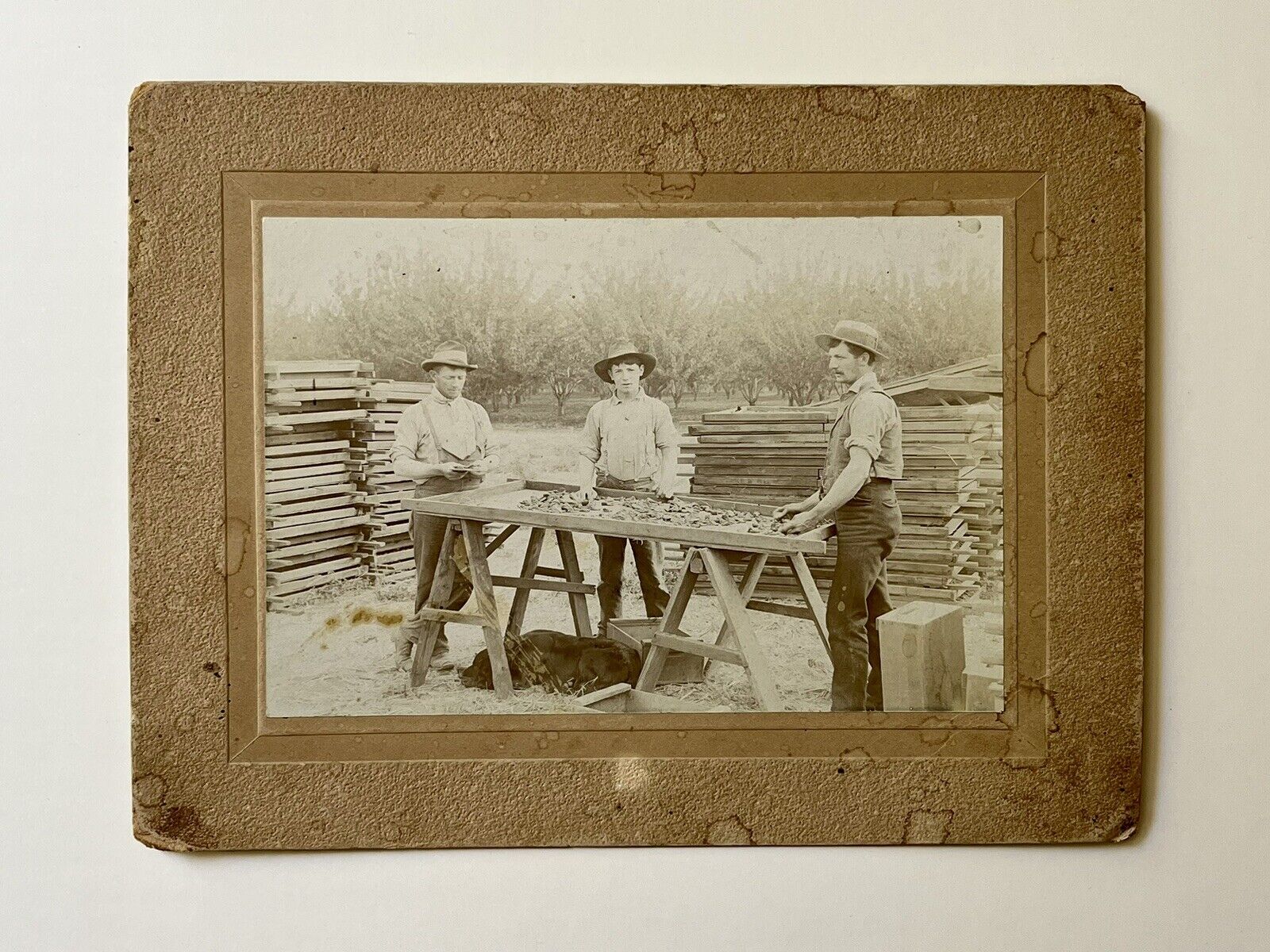 Antique Agriculture Farmers Photograph ￼• Men Sorting Dried Pears c1890s