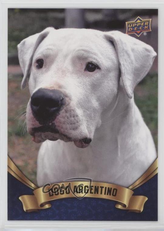 2018 Upper Deck Canine Collection Blue Dogo Argentino #196 0e3
