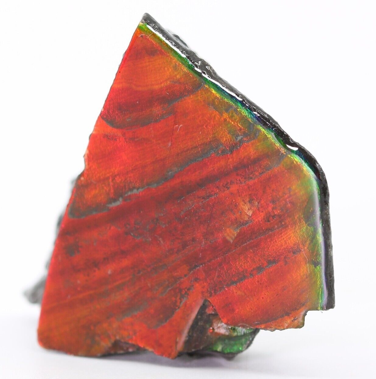 Cherry Red Fossil Ammolite Rarer than Purple 39.4mm 16 g Alberta COA 5815