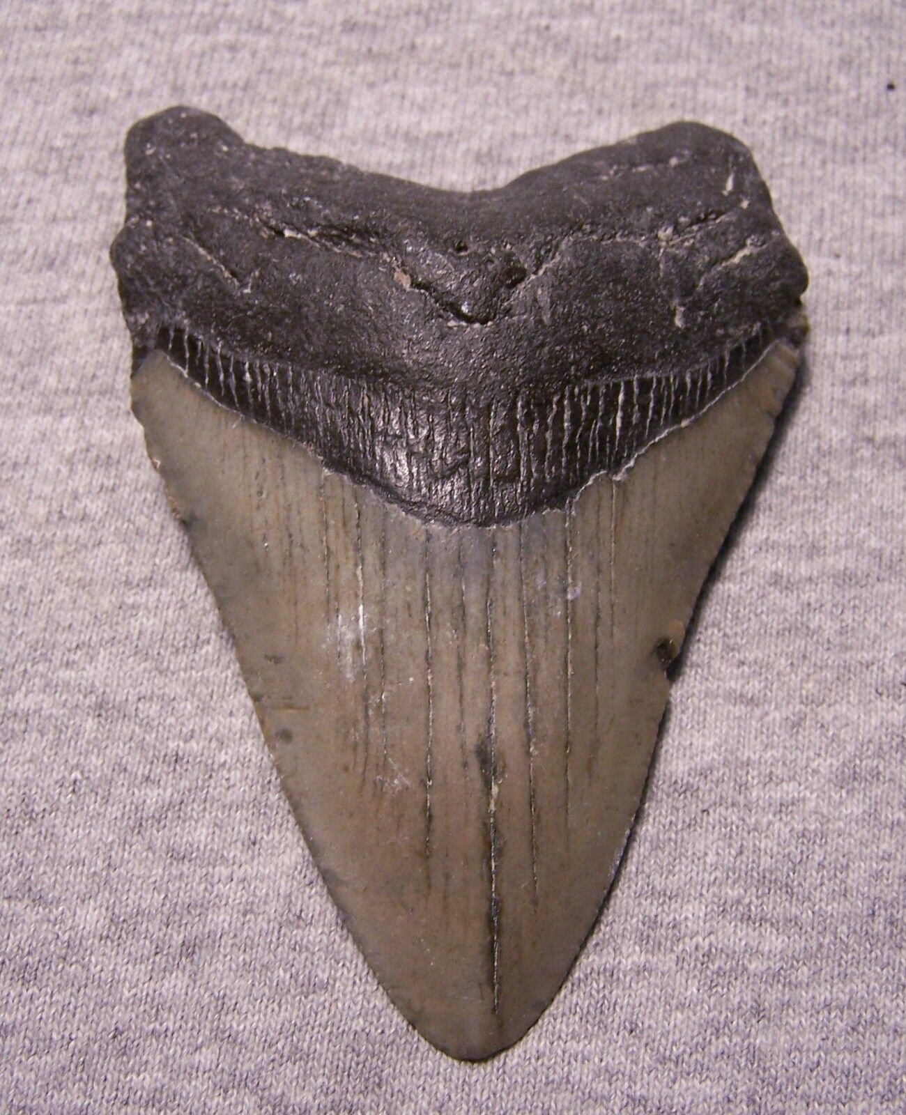 MEGALODON Shark Tooth 3 7/8\