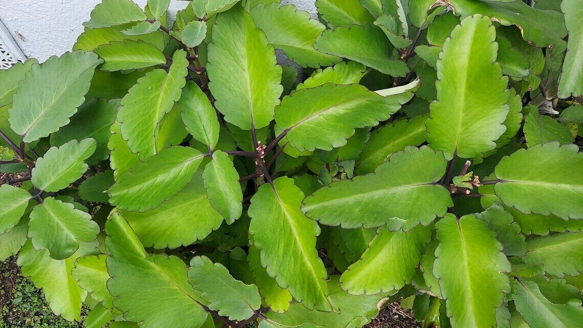 Siempre Viva herb Prodigiosa plant - ewe Odundun Dundun Spiritual Powerful hierb