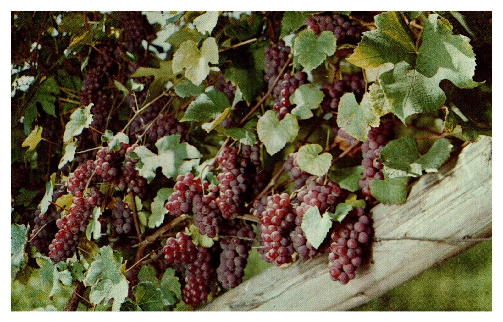 Hammondsport NY New York Delaware Grapes in the Taylor Vineyard Chrome Postcard