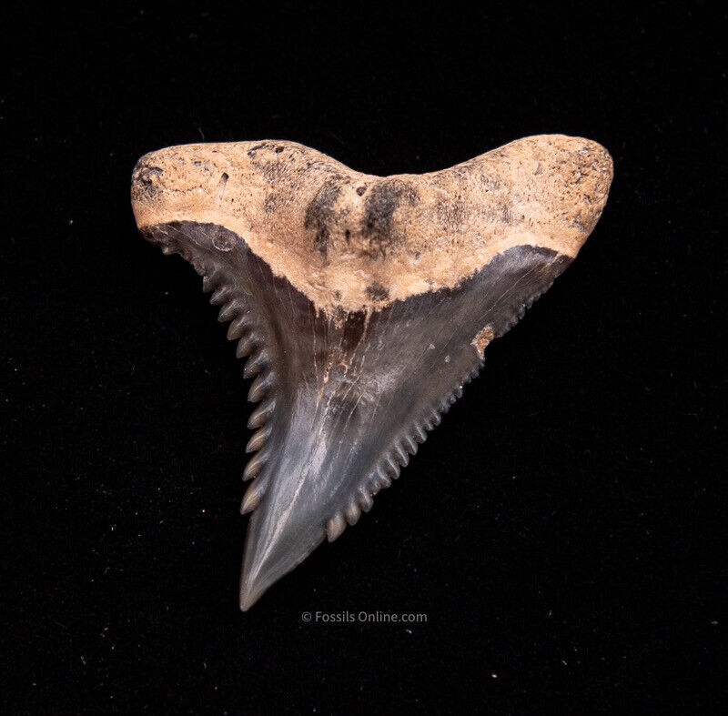 Bone Valley HEMIPRISTIS Fossil Shark Tooth 1.16”   0814