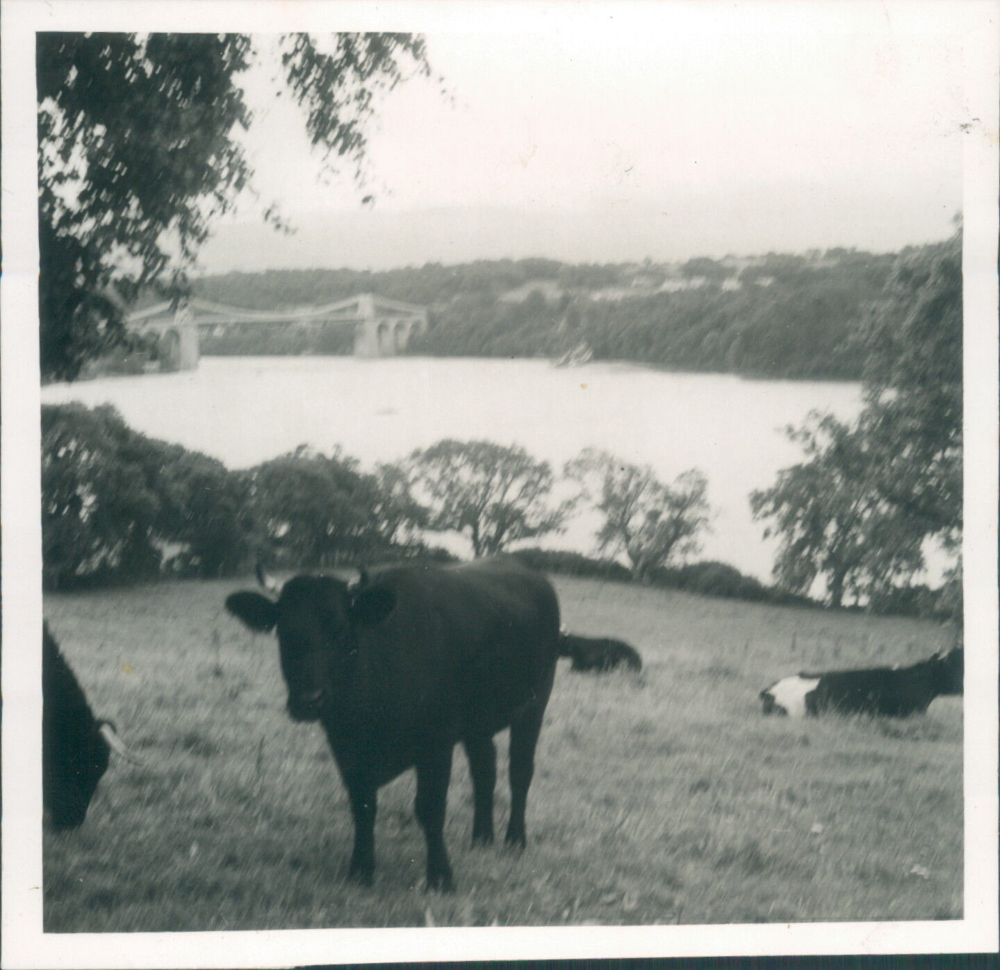 Photograph Anglesey Cows In A Field Menai Suspension Bridge 