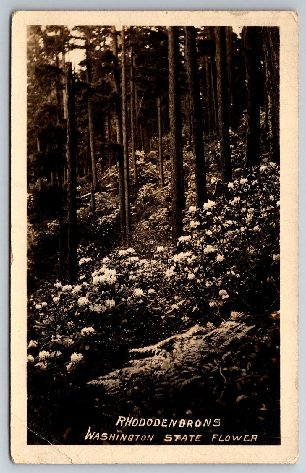 Vintage Postcard WA Forest Rhododenrons RPPC Real Photo ~9054