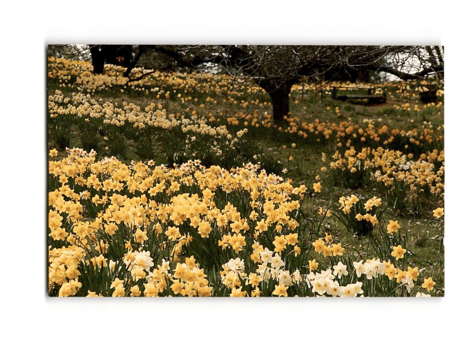 McLaughlin’s Daffodil Hill Field of Flowers Vintage Chrome Postcard