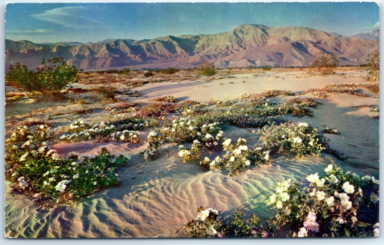 Postcard - Gardens of the Desert - Arizona