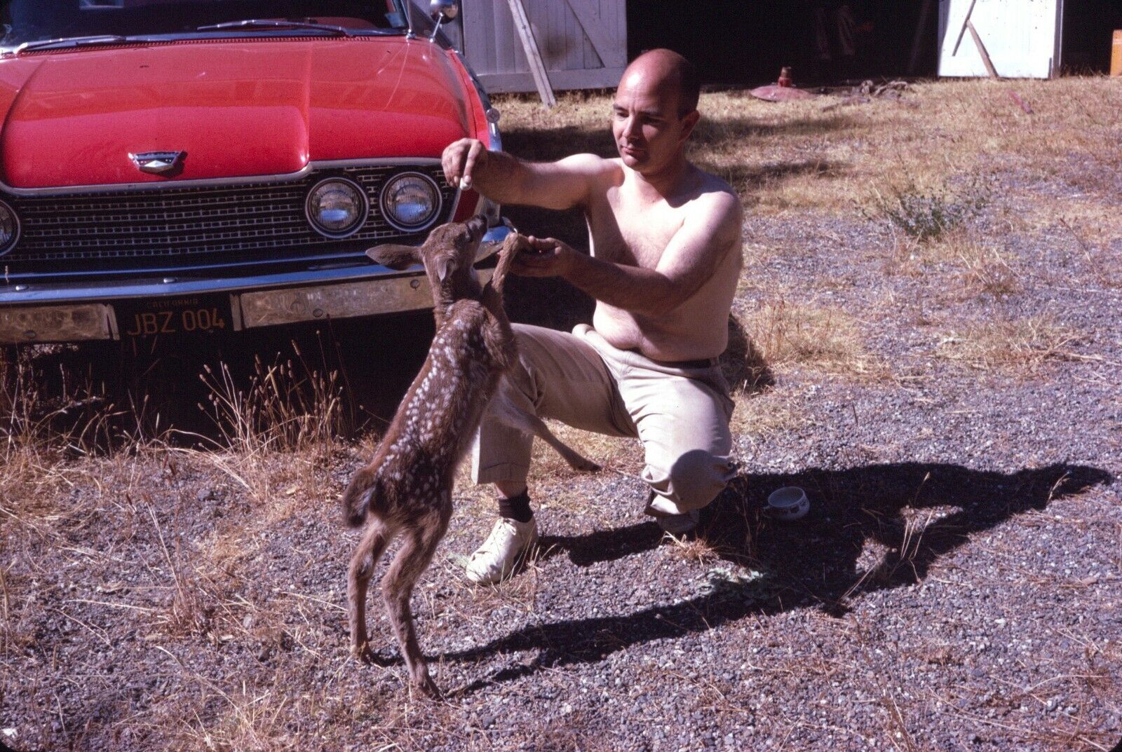 1961 Shirtless Man Bottle Feeding Young Deer Fawn Red Car Vintage 35mm Slide