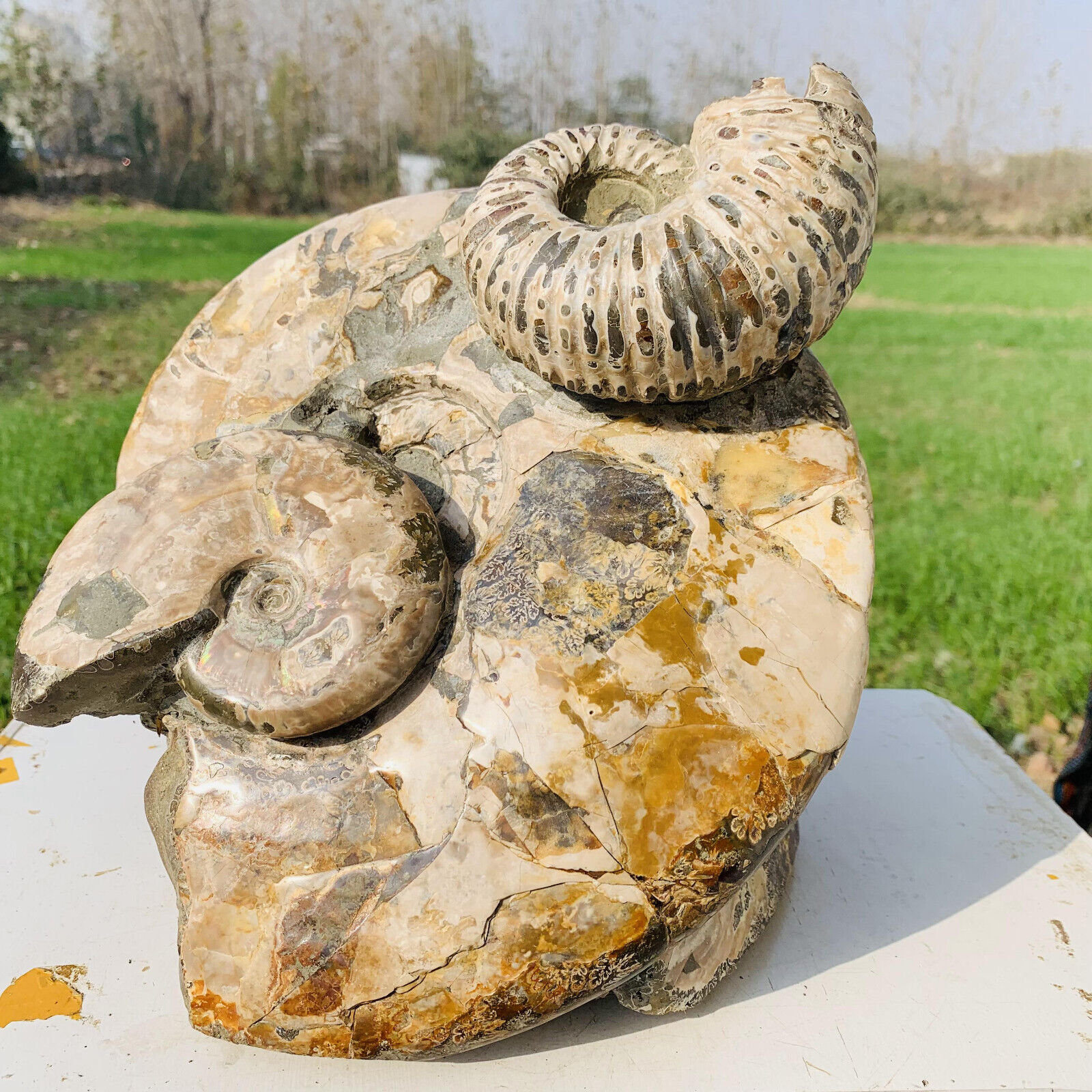 22.15LB Natural Large Beautiful Ammonite Fossil Conch Crystal Specimen Healing