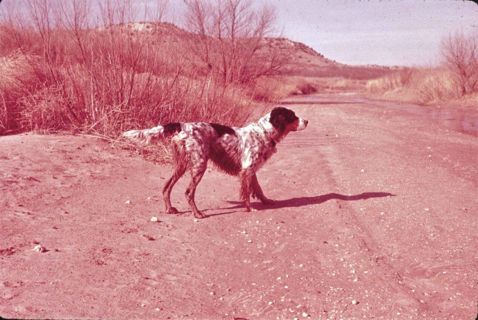 1957 Red Hue Hunting Dog \