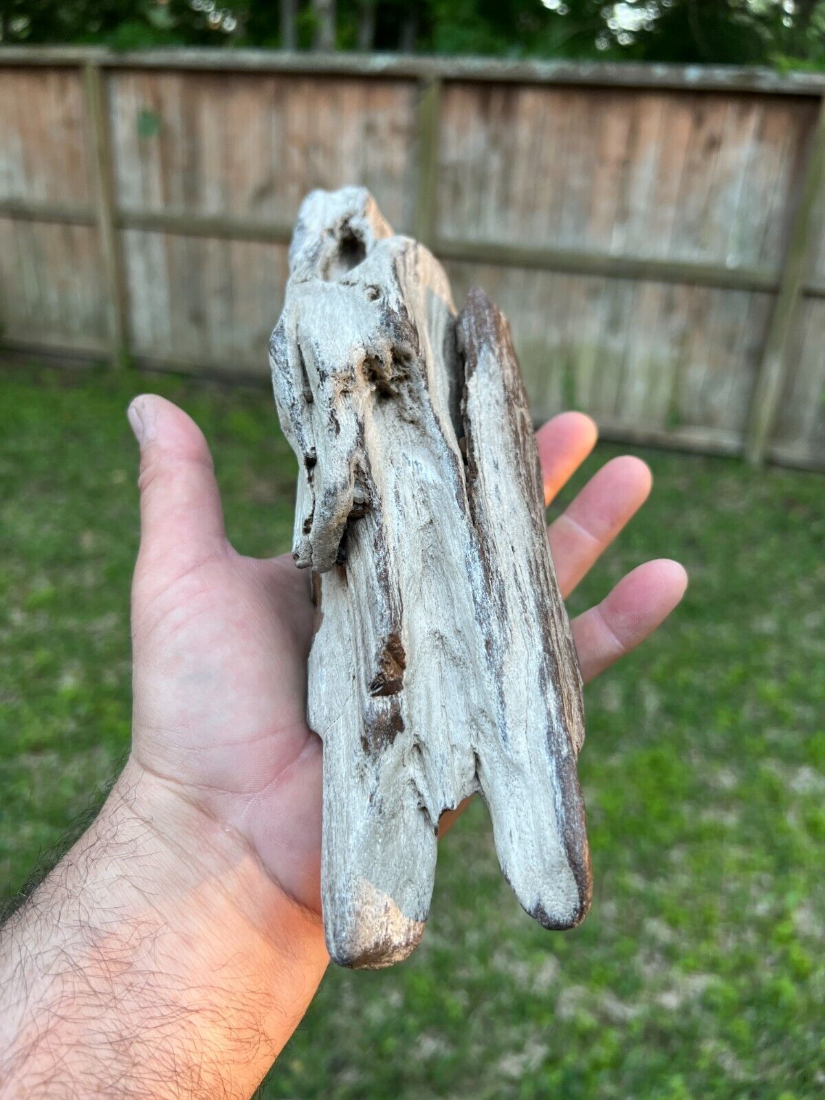 Rare Texas Petrified Wood Rotted Detailed Agatized Branch 11x4x2 Tree Fossil