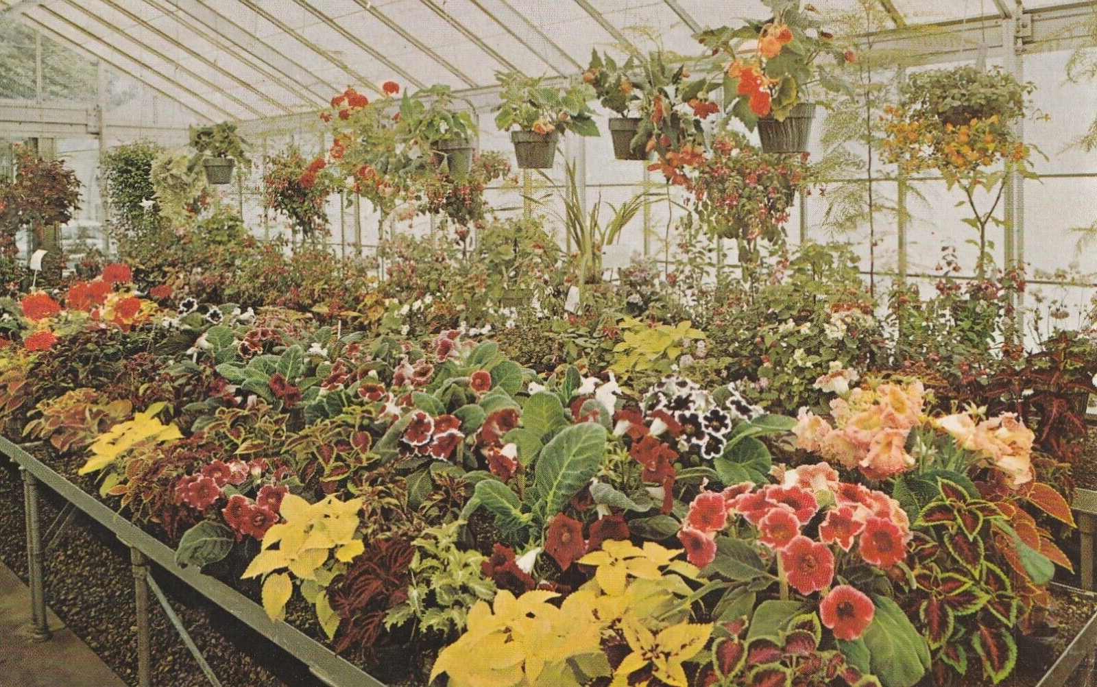 Vintage Postcard Mansfield Ohio Kingwood Center Greenhouse Photo Unposted Flower