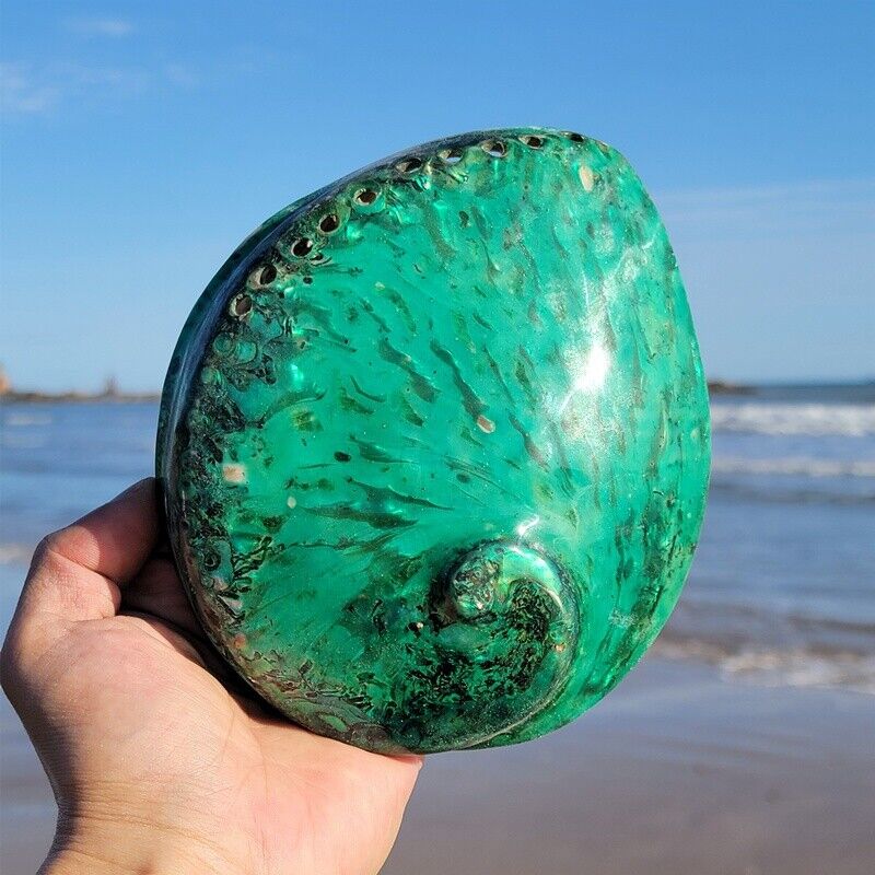 1PC 14-15CM Abalone Shell Natural Polished Large Sea Conch DIY Aquarium Ornament