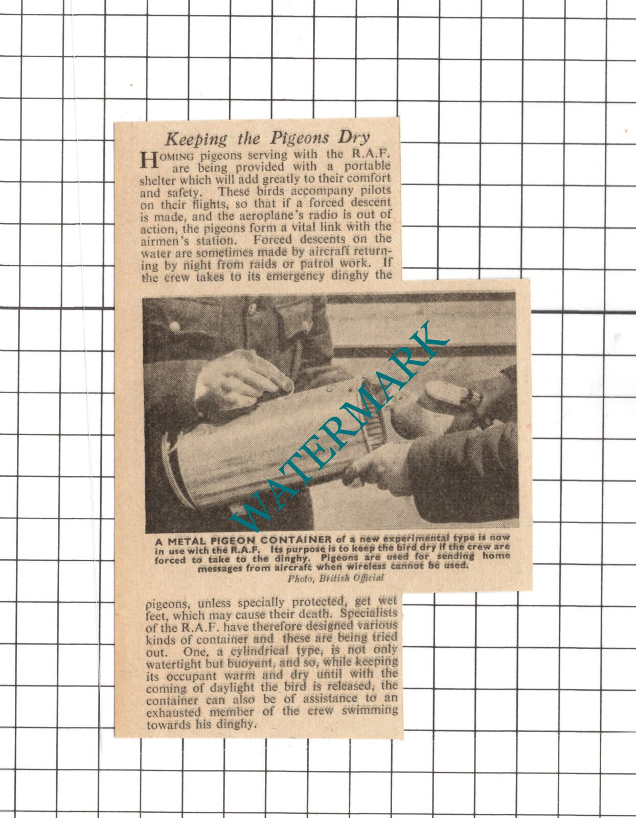 RAF Homing Pigeons WW2 - 1941 Small News Clipping