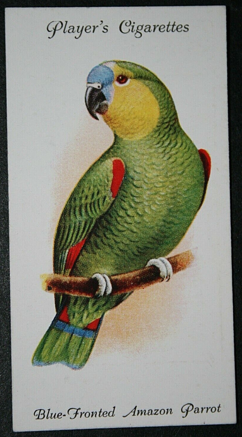 BLUE FRONTED AMAZON   Parrot  Vintage 1933 Illustrated Card  FD22MS