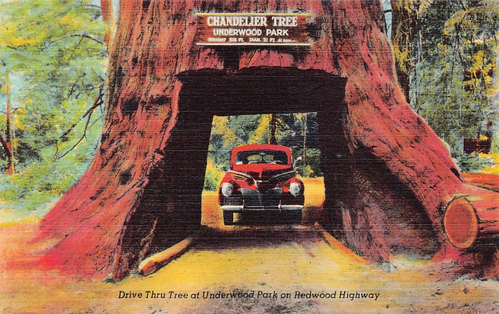 Leggett CA California Underwood Park Chandelier Tree Redwood Hwy Vtg Postcard Y1