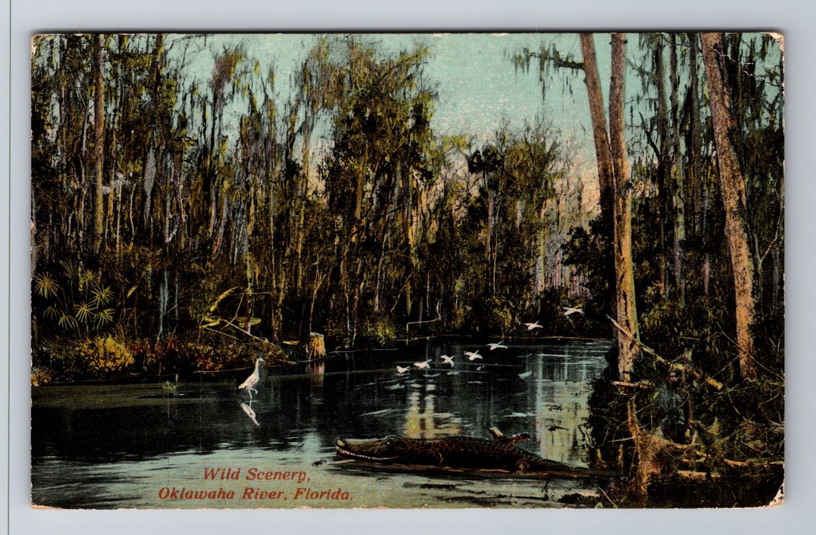Oklawaha River FL-Florida, Wild Scenery on River, Antique Vintage c1913 Postcard